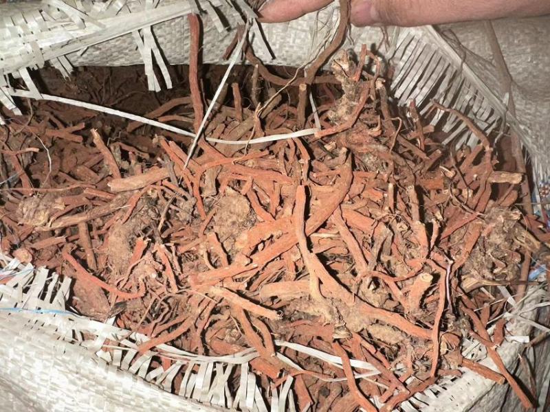 甘肃【精品】丹参大量供应，量大从优，价格美丽甘肃产地直发