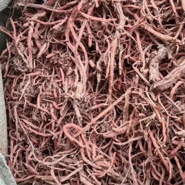 甘肃【精品】丹参大量供应，量大从优，价格美丽甘肃产地直发