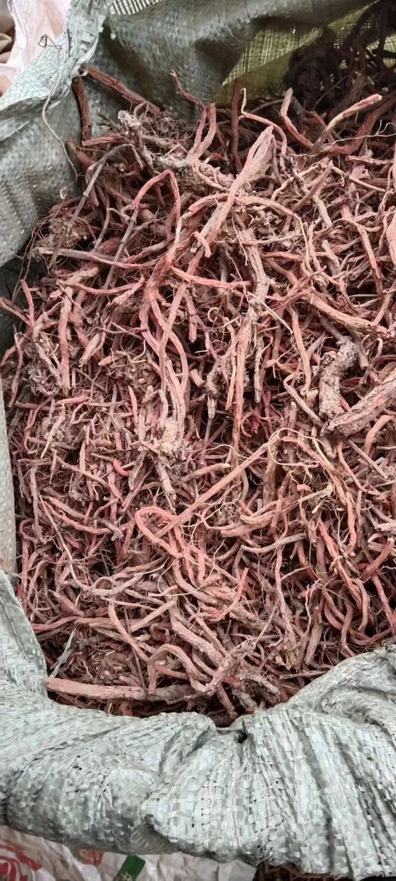 甘肃【精品】丹参大量供应，量大从优，价格美丽甘肃产地直发