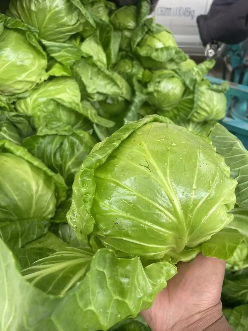 精品甘蓝中甘甘蓝河北产地直发，欢迎咨询量大优惠