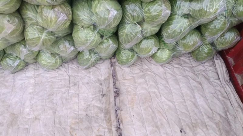精品甘蓝中甘甘蓝河北产地直发，欢迎咨询量大优惠