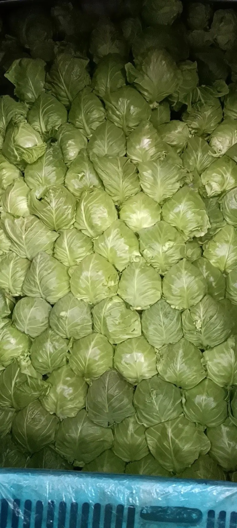 精品甘蓝中甘甘蓝河北产地直发，欢迎咨询量大优惠