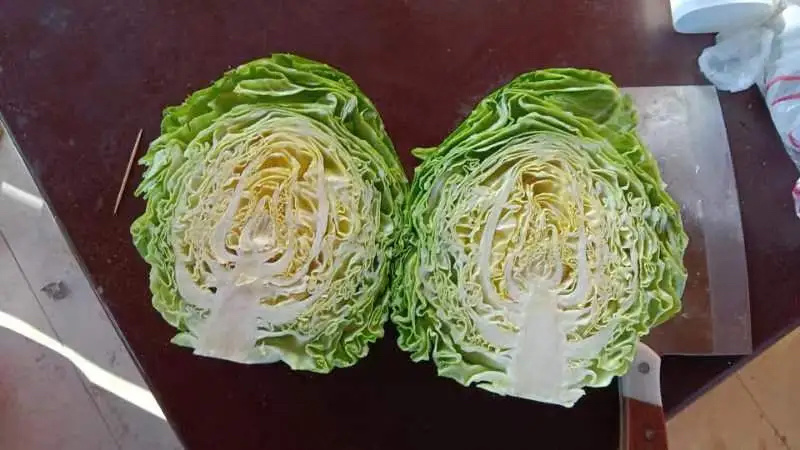 精品甘蓝中甘甘蓝河北产地直发，欢迎咨询量大优惠