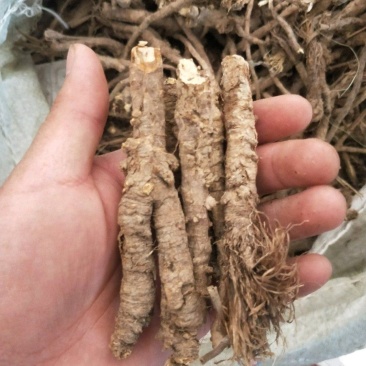 野生和家种防风大量供应，规格齐全，甘肃产地直发大货