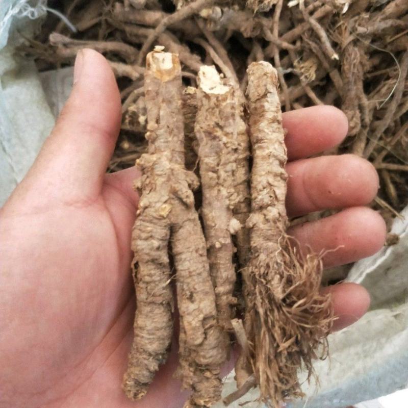 野生和家种防风大量供应，规格齐全，甘肃产地直发大货