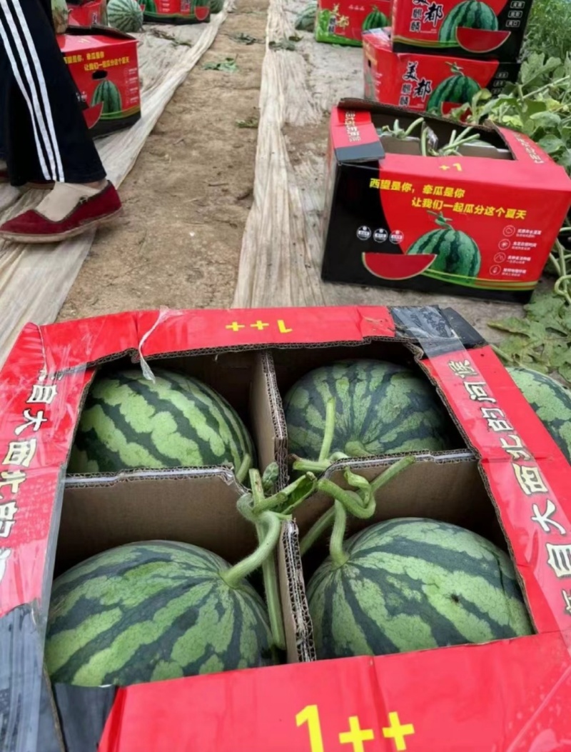 【西瓜】新疆甜王西瓜，美都西瓜，麒麟西瓜，产地一手