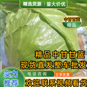 精品甘蓝中甘甘蓝河北产地直发，欢迎咨询量大优惠