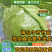 精品甘蓝中甘甘蓝河北产地直发，欢迎咨询量大优惠