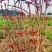 香椿芽红香椿叶四川达州大量现货供应全国发货联系电话沟通