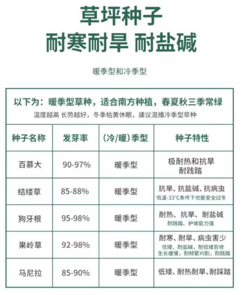 草坪种子草籽四季青绿化狗牙根百慕大黑麦草高羊茅草皮籽护坡