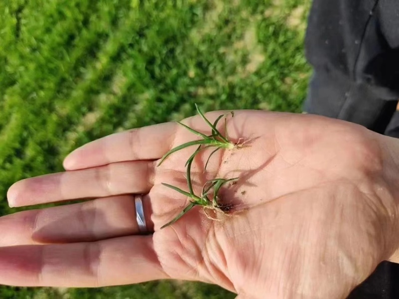 草坪种子草籽四季青绿化狗牙根百慕大黑麦草高羊茅草皮籽护坡