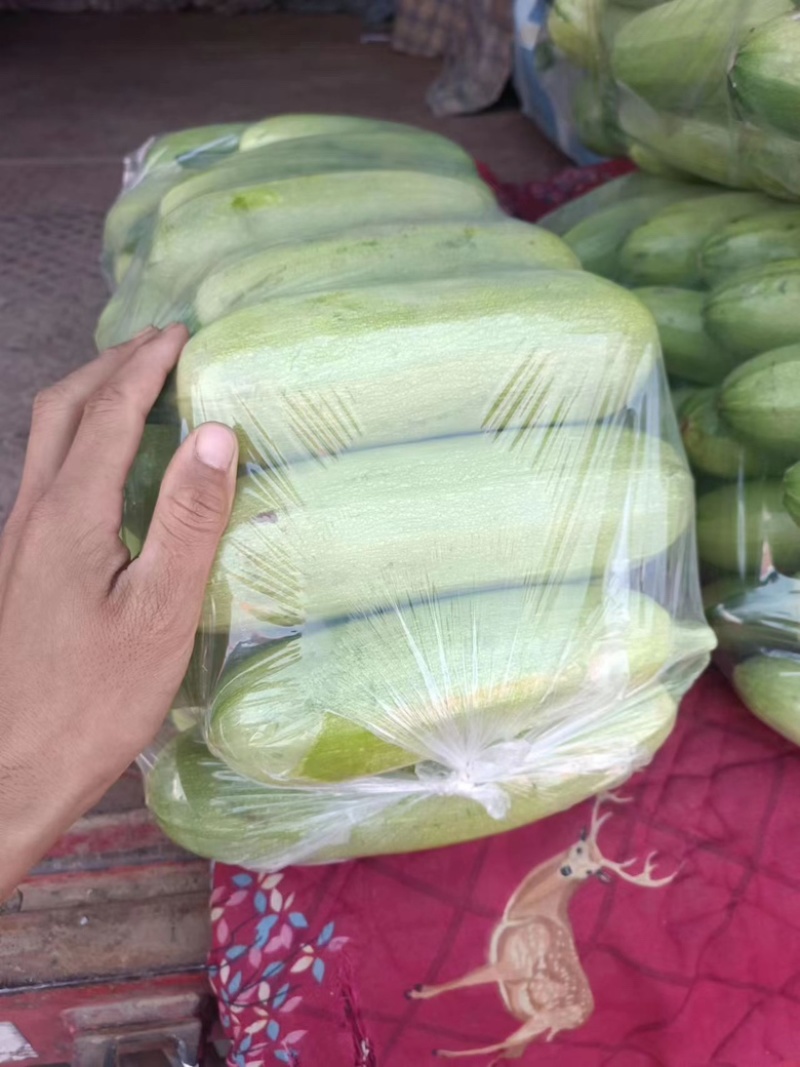 【推荐】西葫芦大量供货一手货源品质好价格优欢迎电联