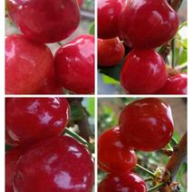 山东樱桃，红灯樱桃大量供应，产区直发，量大从优，欢迎咨询