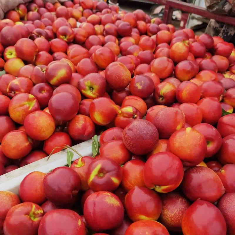 油桃中油油桃山东中油油桃大量供应品质保证全国发货