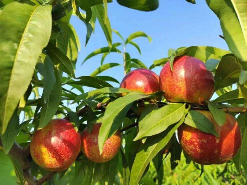 油桃中油油桃山东中油油桃大量供应品质保证全国发货