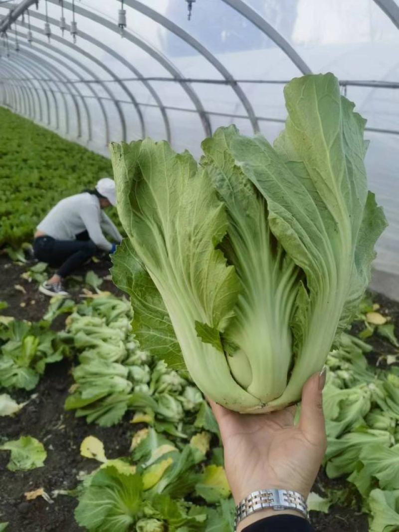 【推荐】包芥菜大量上市，现货直供，云南包心芥菜，长年供应