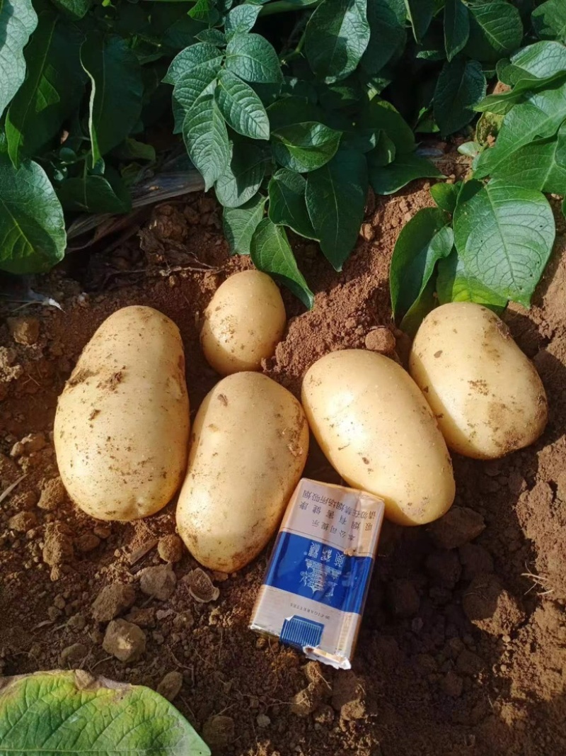 湖黄皮黄心土豆超市电商土豆工厂土豆洋芋希森沃土土豆