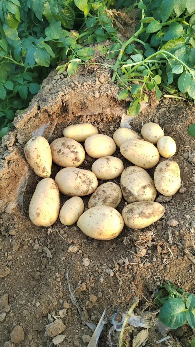 湖黄皮黄心土豆超市电商土豆工厂土豆洋芋希森沃土土豆