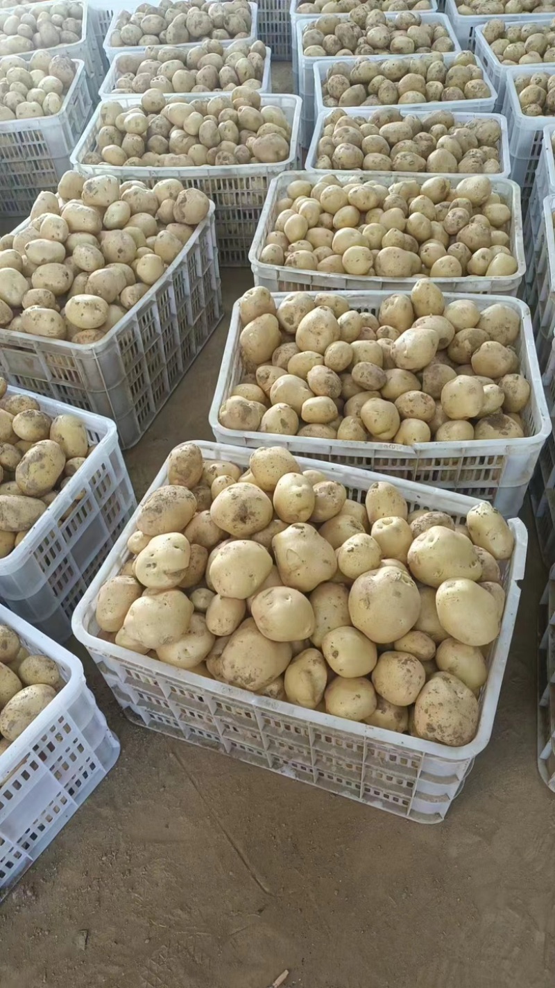 湖黄皮黄心土豆超市电商土豆工厂土豆洋芋希森沃土土豆