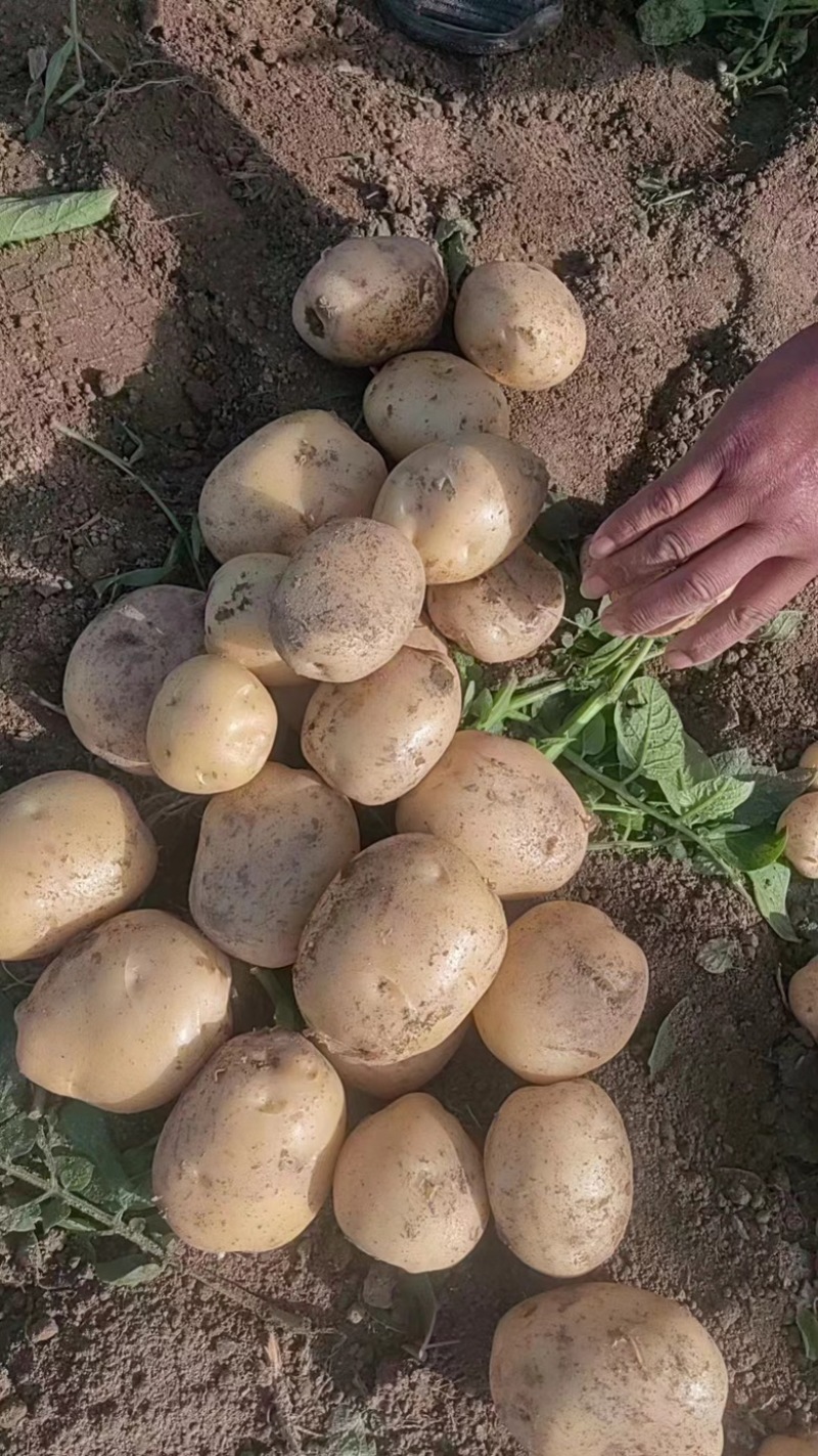 湖黄皮黄心土豆超市电商土豆工厂土豆洋芋希森沃土土豆