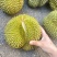 供应优质榴莲甲仑