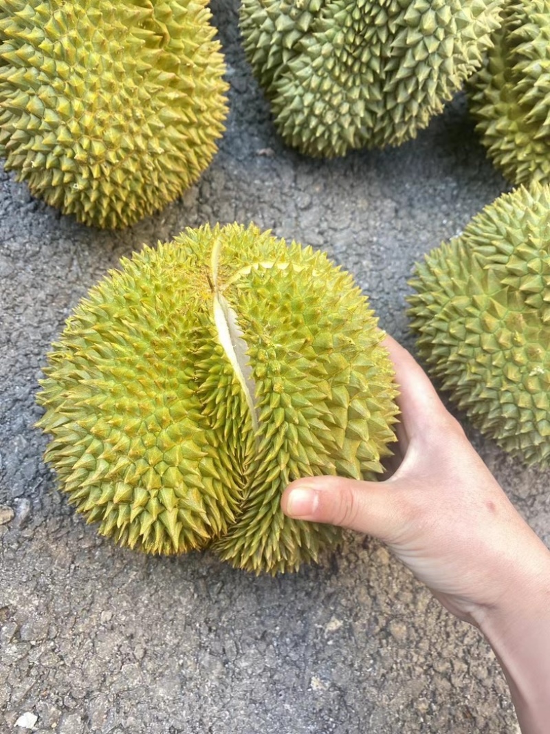 供应优质榴莲甲仑