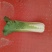 精选白菜，黄心大白菜，产地一手货源，代发全国，诚信经营