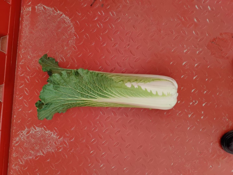 精选白菜，黄心大白菜，产地一手货源，代发全国，诚信经营