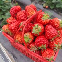【推荐】草莓大量有货品质好价格优欢迎老板致电