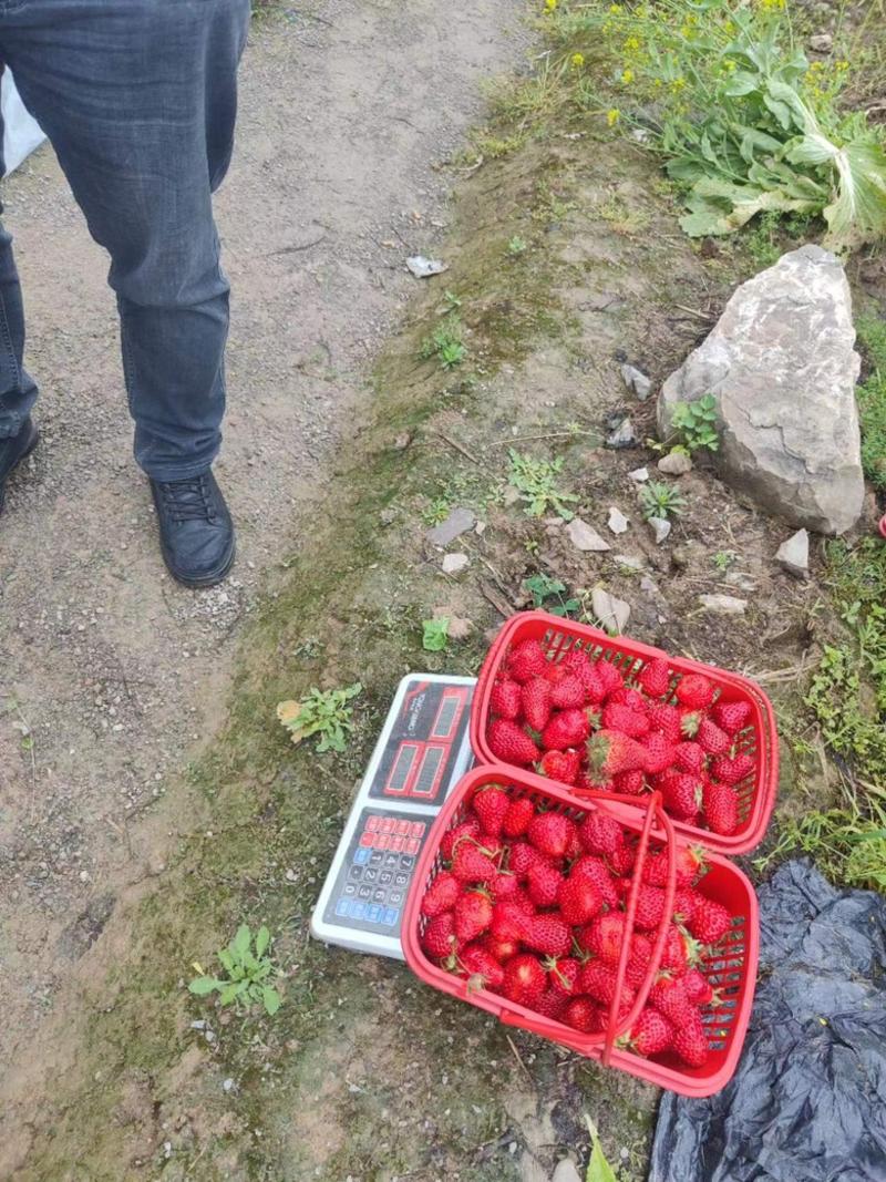 【推荐】草莓大量有货品质好价格优欢迎老板致电联系