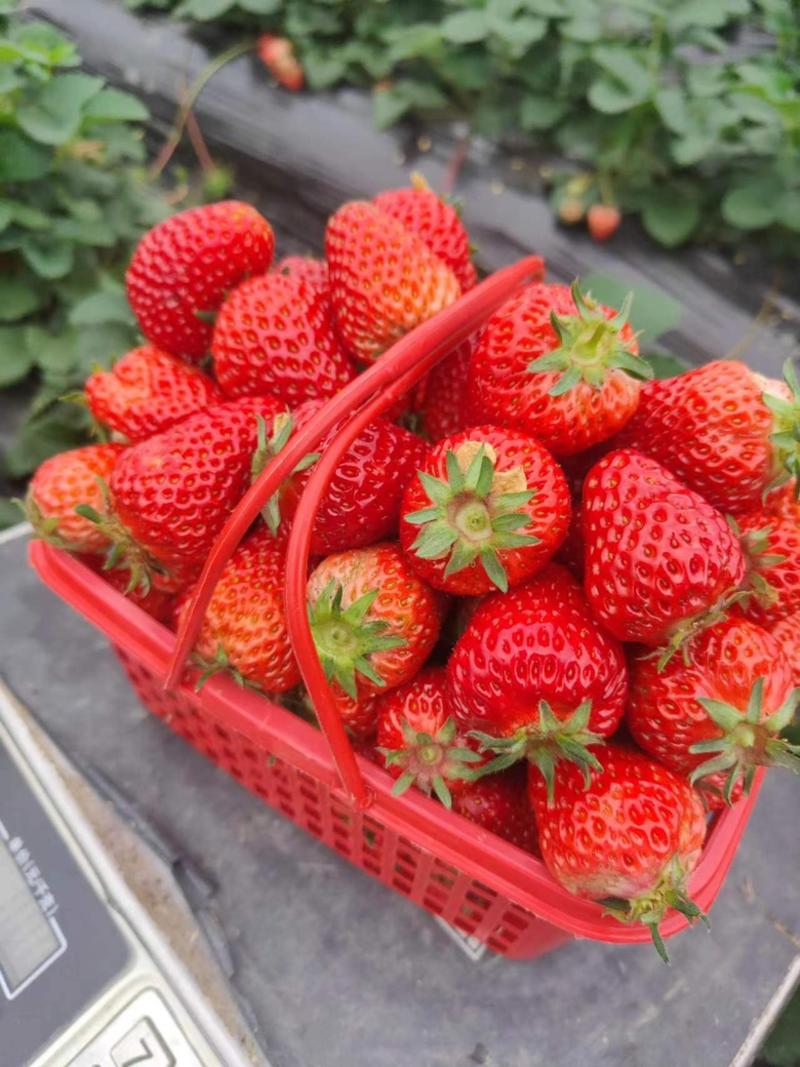 【推荐】草莓大量有货品质好价格优欢迎老板致电联系