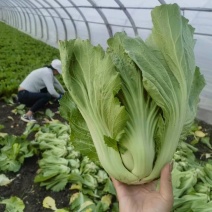 云南昆明芥菜大量供应，产地直发保质保量对接全国市场常年有