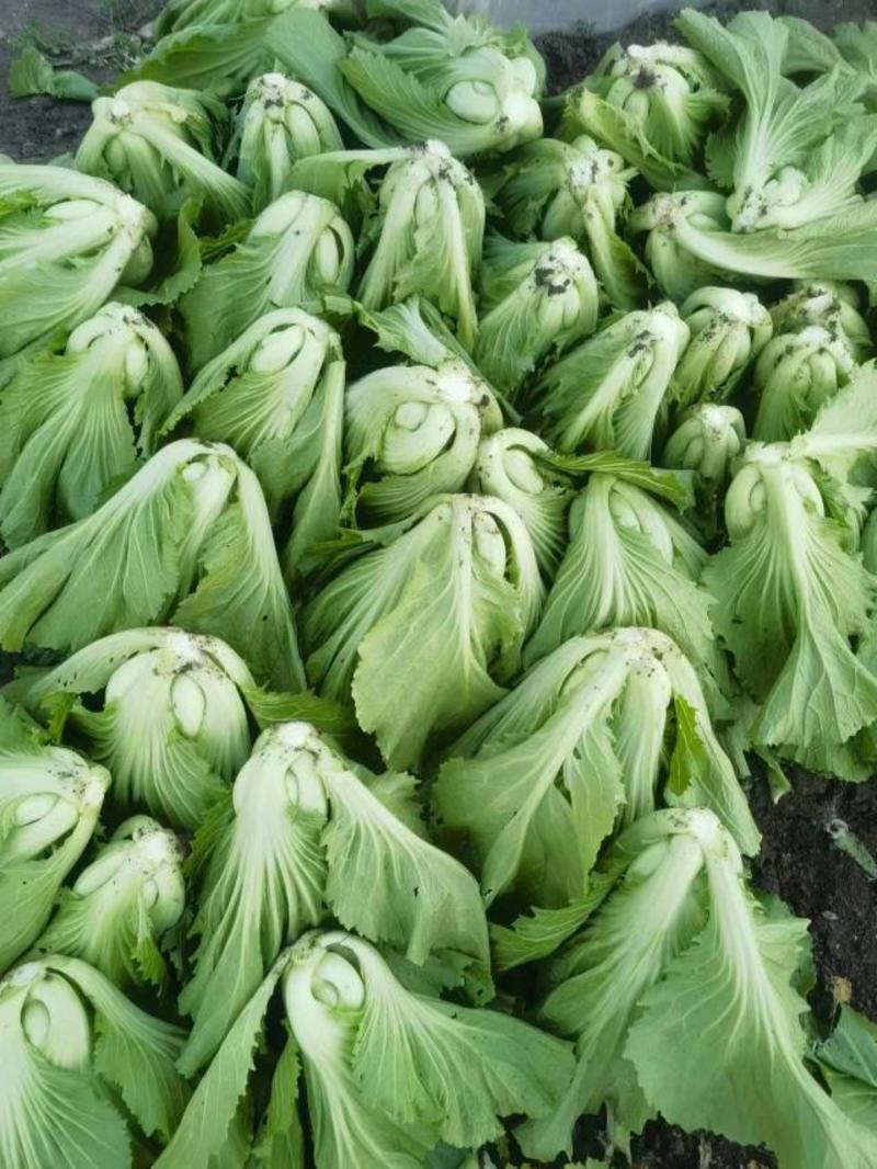 云南昆明芥菜大量供应，产地直发保质保量对接全国市场常年有