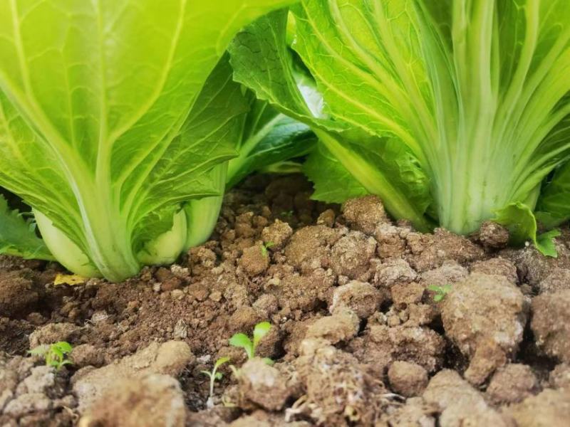 云南昆明芥菜大量供应，产地直发保质保量对接全国市场常年有