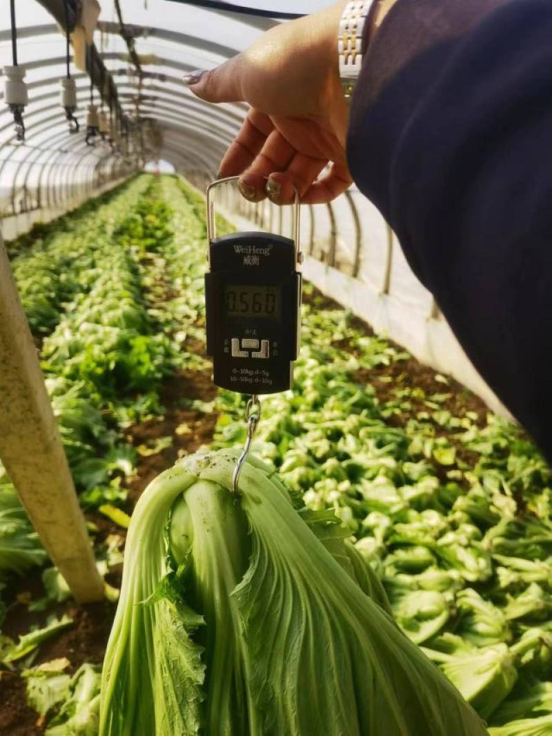 云南昆明芥菜大量供应，产地直发保质保量对接全国市场常年有