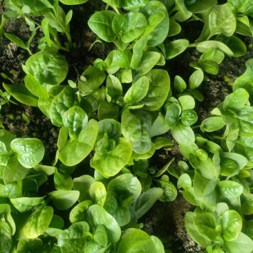 木耳菜/落葵江苏木耳菜大棚木耳菜产地批发支持视频看货