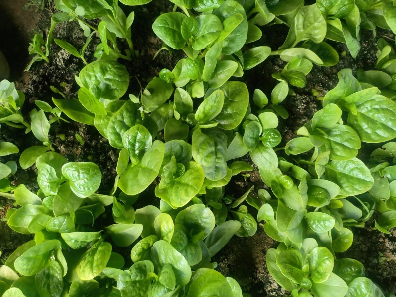 木耳菜/落葵江苏木耳菜大棚木耳菜产地批发支持视频看货