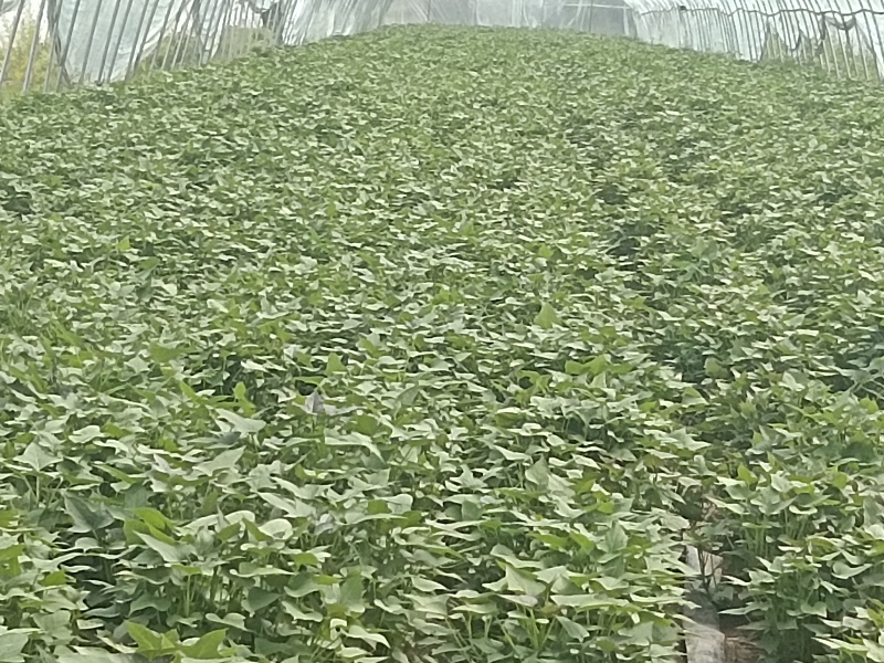 红薯苗商薯19红薯苗，哈密，西瓜红25~35cm现货