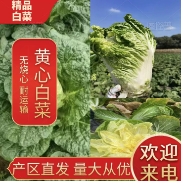 【湖北恩施黄心大白菜】无烧心无台无虫眼,品质好货产区直发
