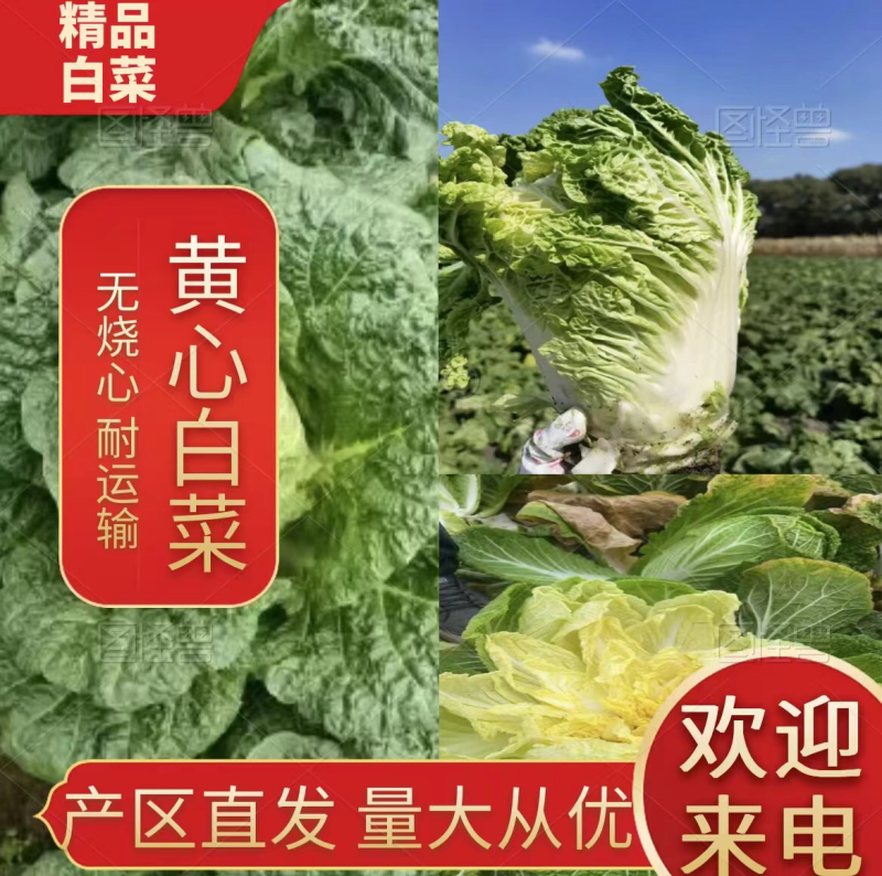 【湖北恩施黄心大白菜】无烧心无台无虫眼，品质好货产区直发
