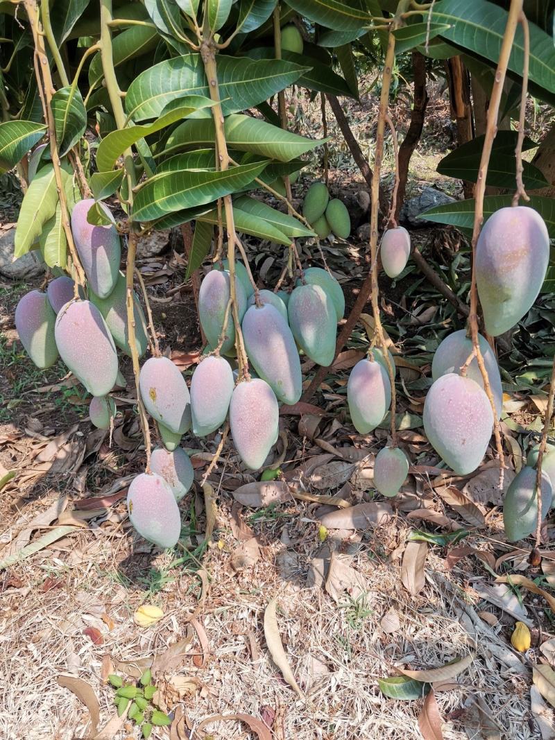 云南玉溪苹果芒大量上货欢迎来电咨询也可视频看货
