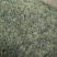 杜仲雄花杜仲雄花茶杜仲雄花干货野生正品产地大量供应
