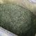 杜仲雄花杜仲雄花茶杜仲雄花干货野生正品产地大量供应