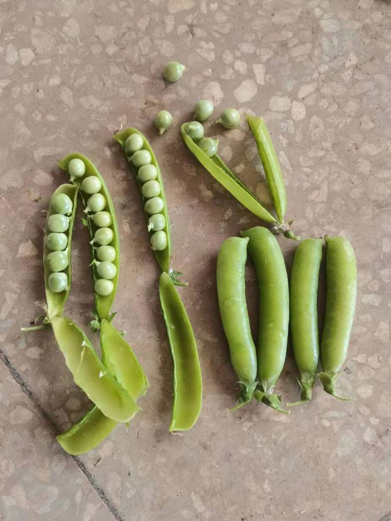 新鲜豌豆荚白豌豆超市电商工厂青豌豆甜豌豆角长寿仁