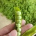 新鲜豌豆荚白豌豆超市电商工厂青豌豆甜豌豆角长寿仁