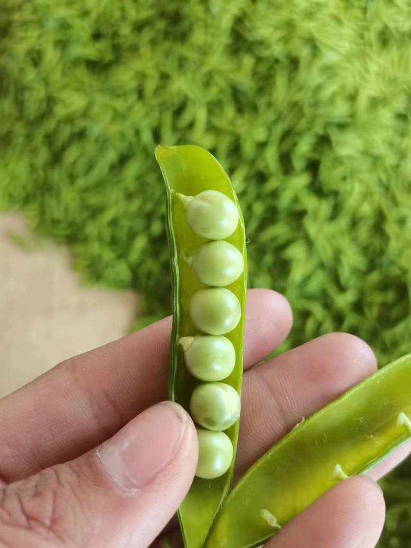 新鲜豌豆荚白豌豆超市电商工厂青豌豆甜豌豆角长寿仁