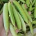新鲜豌豆荚白豌豆超市电商工厂青豌豆甜豌豆角长寿仁