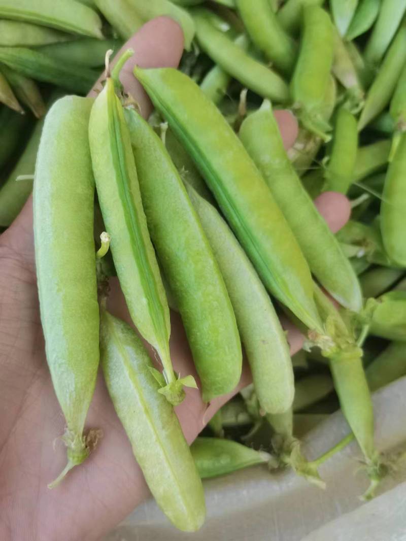 新鲜豌豆荚白豌豆超市电商工厂青豌豆甜豌豆角长寿仁