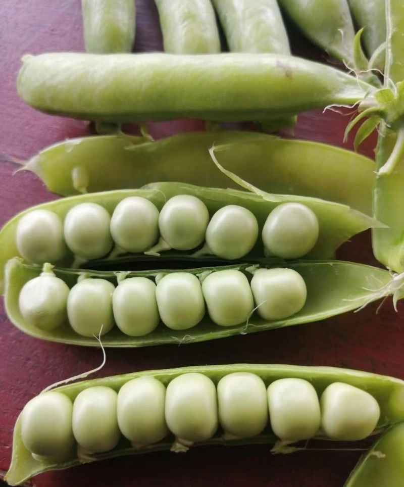 新鲜豌豆荚白豌豆超市电商工厂青豌豆甜豌豆角长寿仁