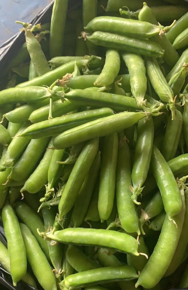新鲜豌豆荚白豌豆超市电商工厂青豌豆甜豌豆角长寿仁